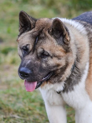 Akita Américain