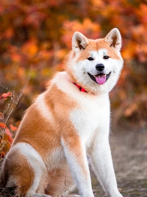 Akita Inu