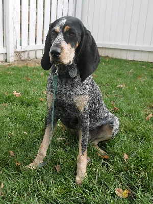 American English Coonhound