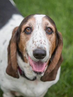 American Leopard Hound