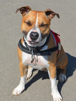 American Staffordshire Terrier