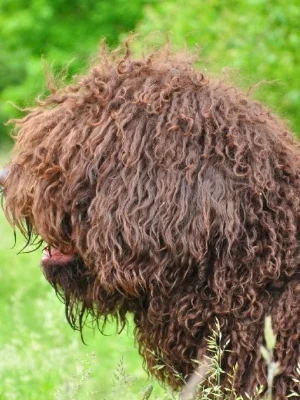 Barbet
