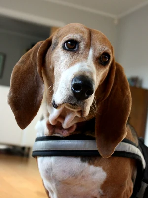 Basset Artesien Normand