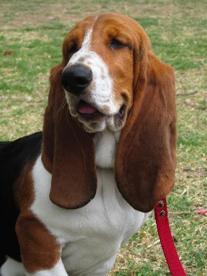Basset Hound