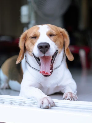 Beagle