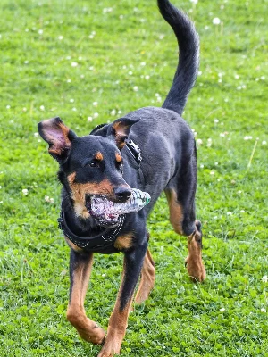 Beauceron