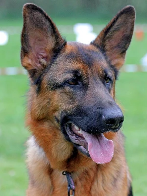 Berger Allemand