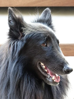 Berger Belge - Groenendael