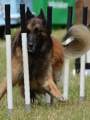 Berger Belge - Tervueren