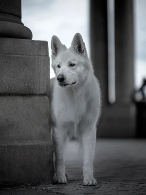 Berger Blanc Suisse