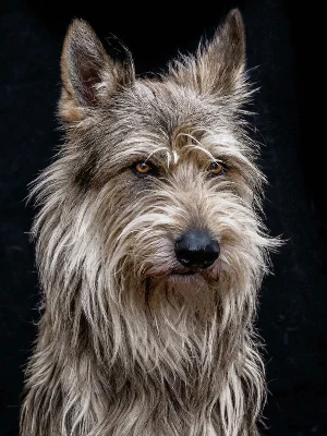 Berger de Picardie