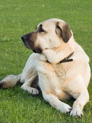 Berger Kangal