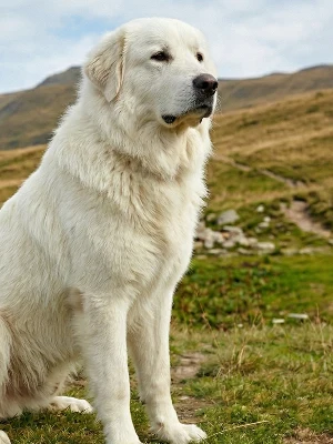 Berger Polonais des Tatras