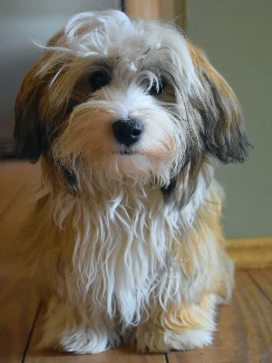 Bichon Havanais