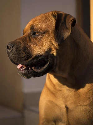 Boerboel
