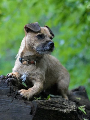 Border Terrier