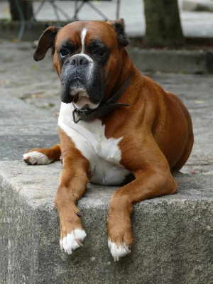 Boxer