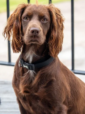 Boykin Spaniel