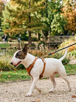 Bull Terrier Miniature