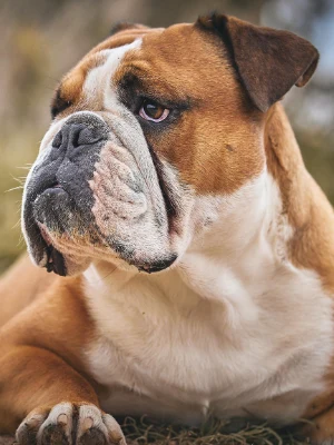 Bouledogue Anglais