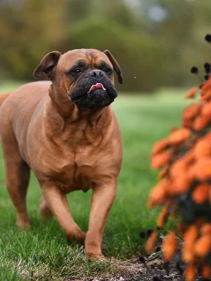 Bullmastiff