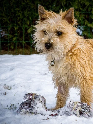 Cairn Terrier