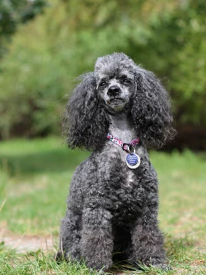 Caniche