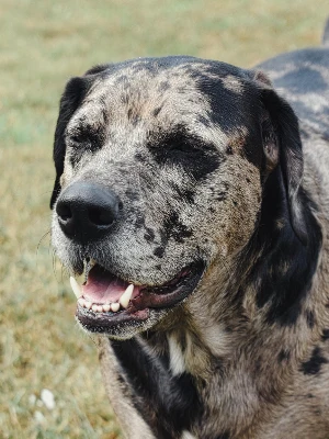 Chien léopard catahoula