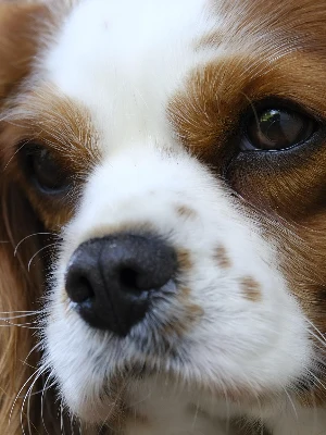 Cavalier King Charles Spaniel