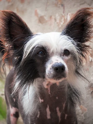 Chien Chinois à Crête