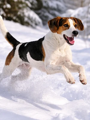 Chien Courant de Halden