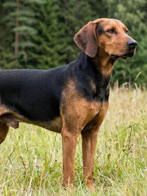 Chien Courant de Schiller
