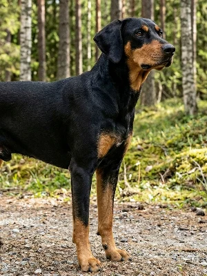 Chien Courant du Småland