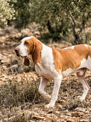 Chien Courant Espagnol
