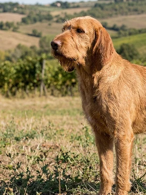 Chien courant italien à poils durs