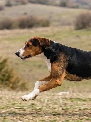 Chien Courant Tricolore Serbe