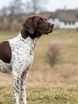 Chien d'Arrêt Danois Ancestral