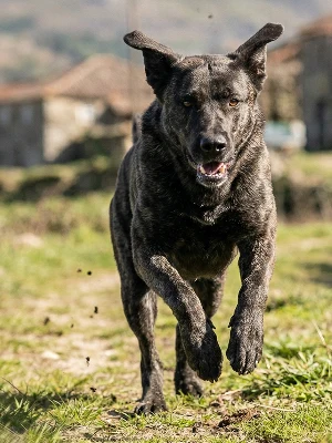 Chien de Castro Laboreiro