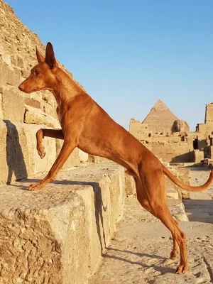Chien de Garenne des Canaries