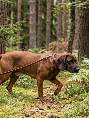 Chien de Recherche au Sang de Hanovre