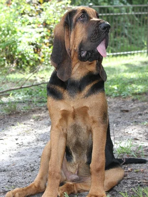 Chien de Saint-Hubert