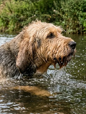 Chien à Loutre
