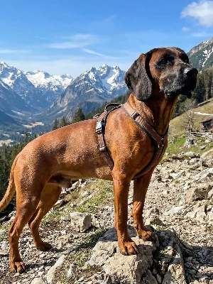 Chien de Montagne Bavarois
