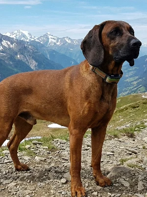 Chien de Montagne Hanovrien
