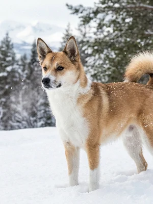 Chien Norvégien de Macareux