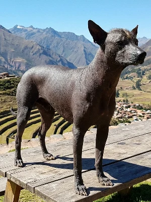 Chien Nu du Pérou