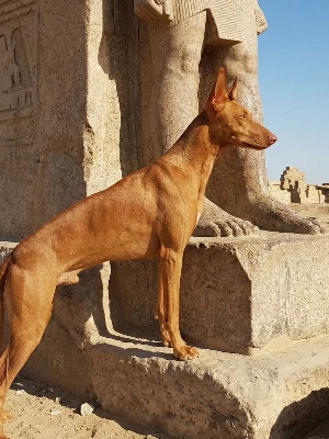 Chien du Pharaon