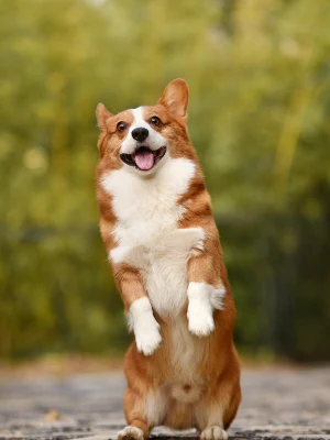 Corgi Pembroke