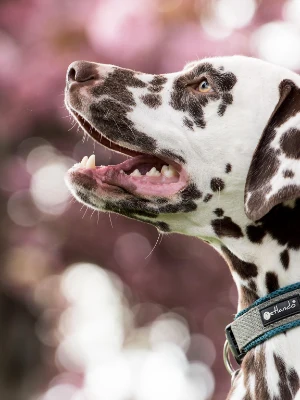 Dalmatien