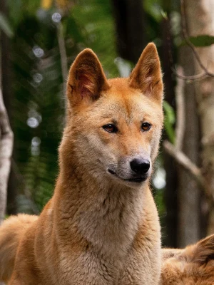 Carolina Dog